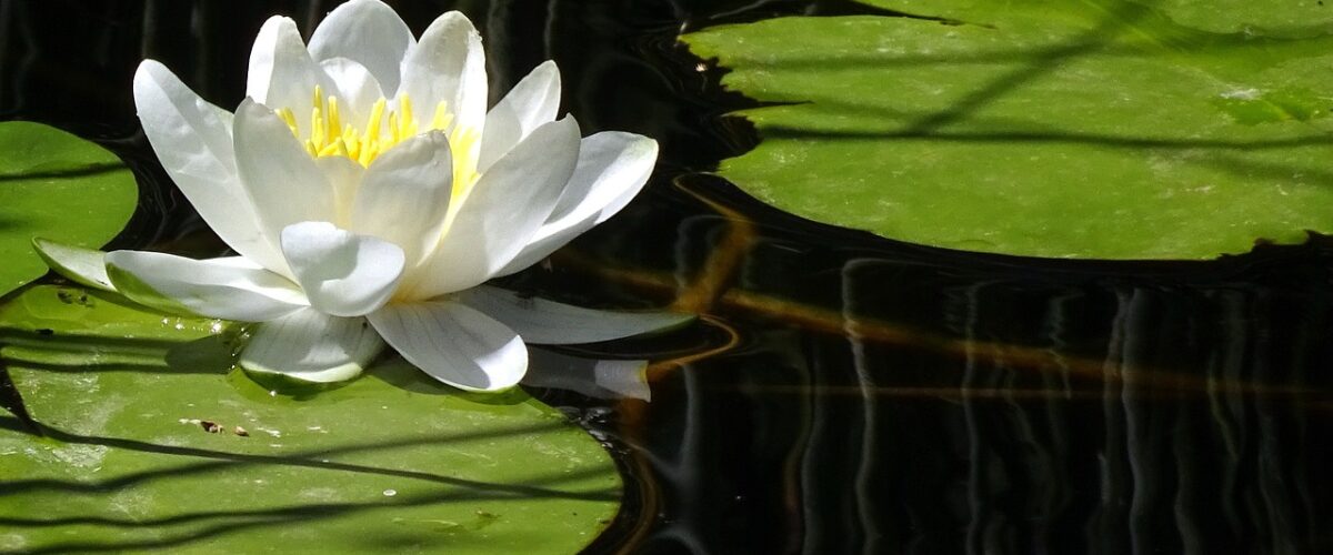 Ispartada Yoga ve Meditasyon Zihninizi ve Bedeninizi Dengede Tutun